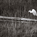 Snowy Egret on log